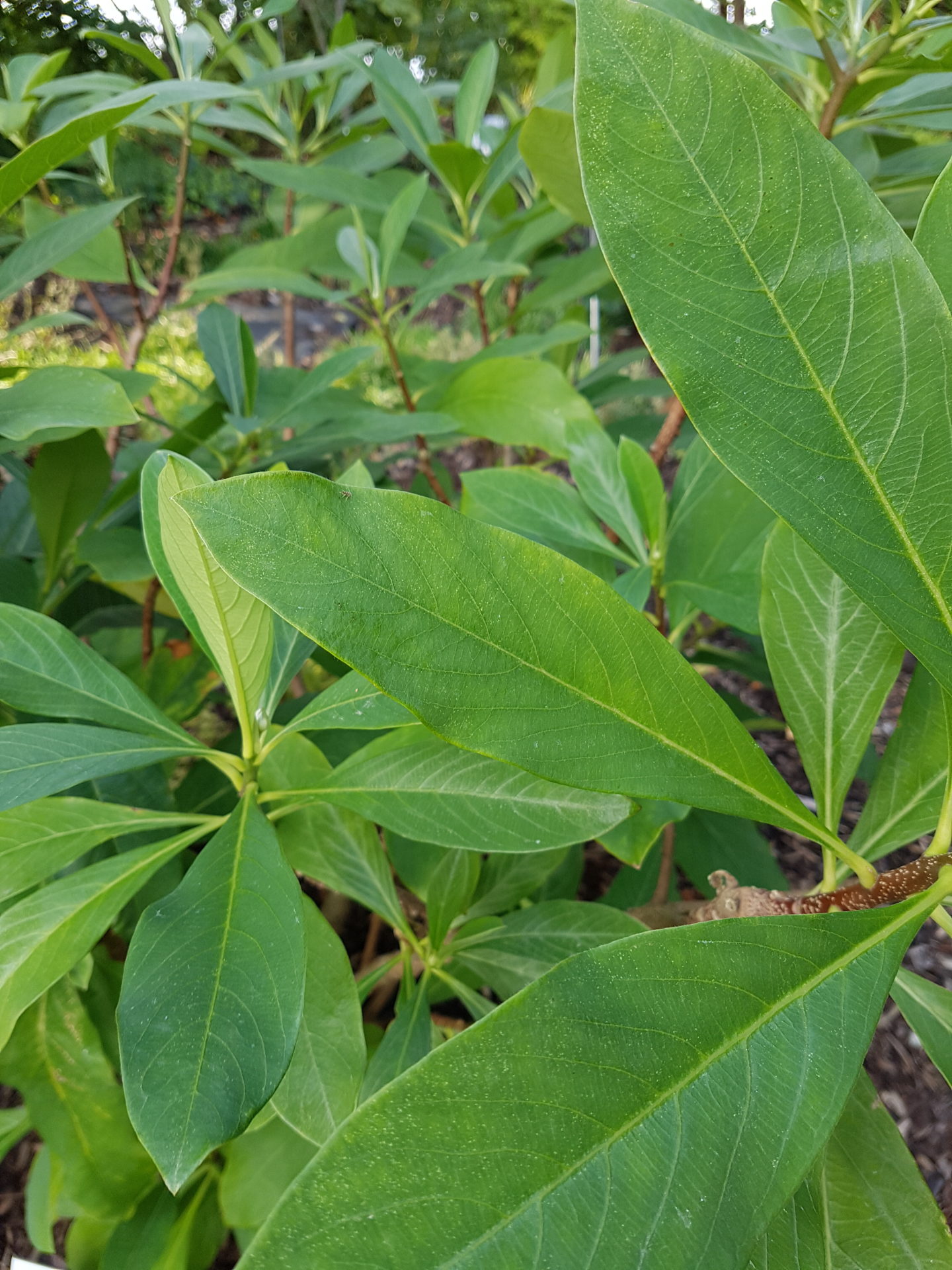 Papierbusch
