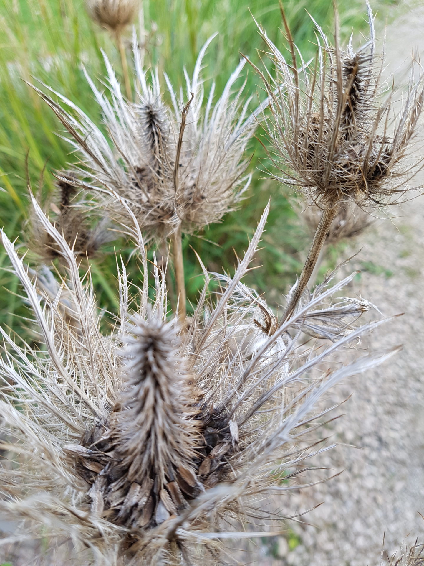Alpen-Kratzdistel