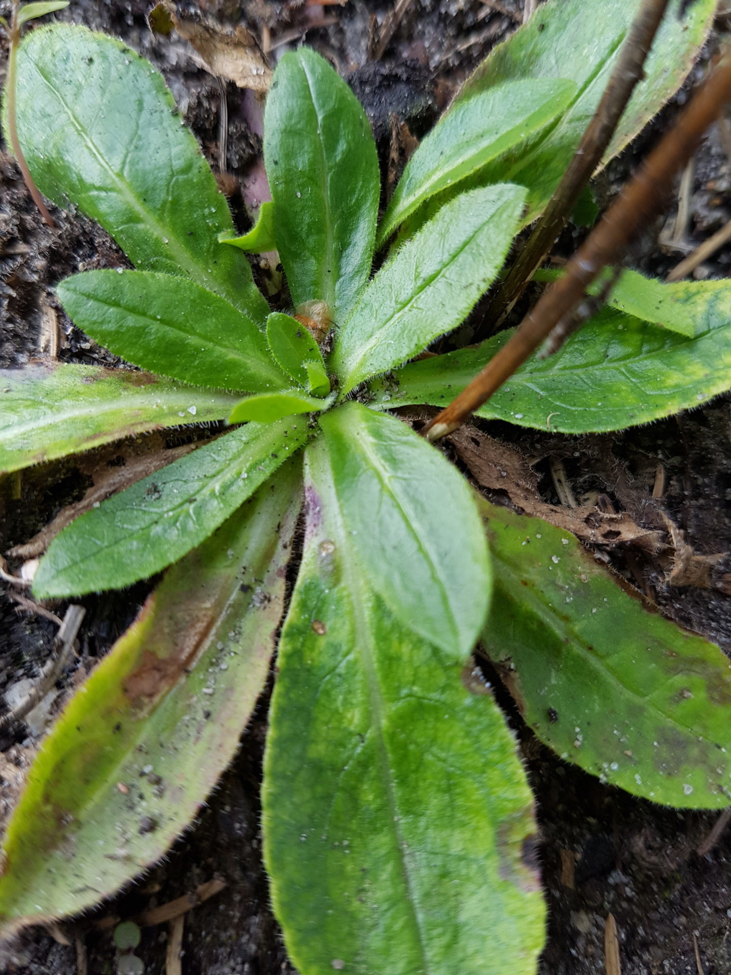 Bärtige Glockenblume