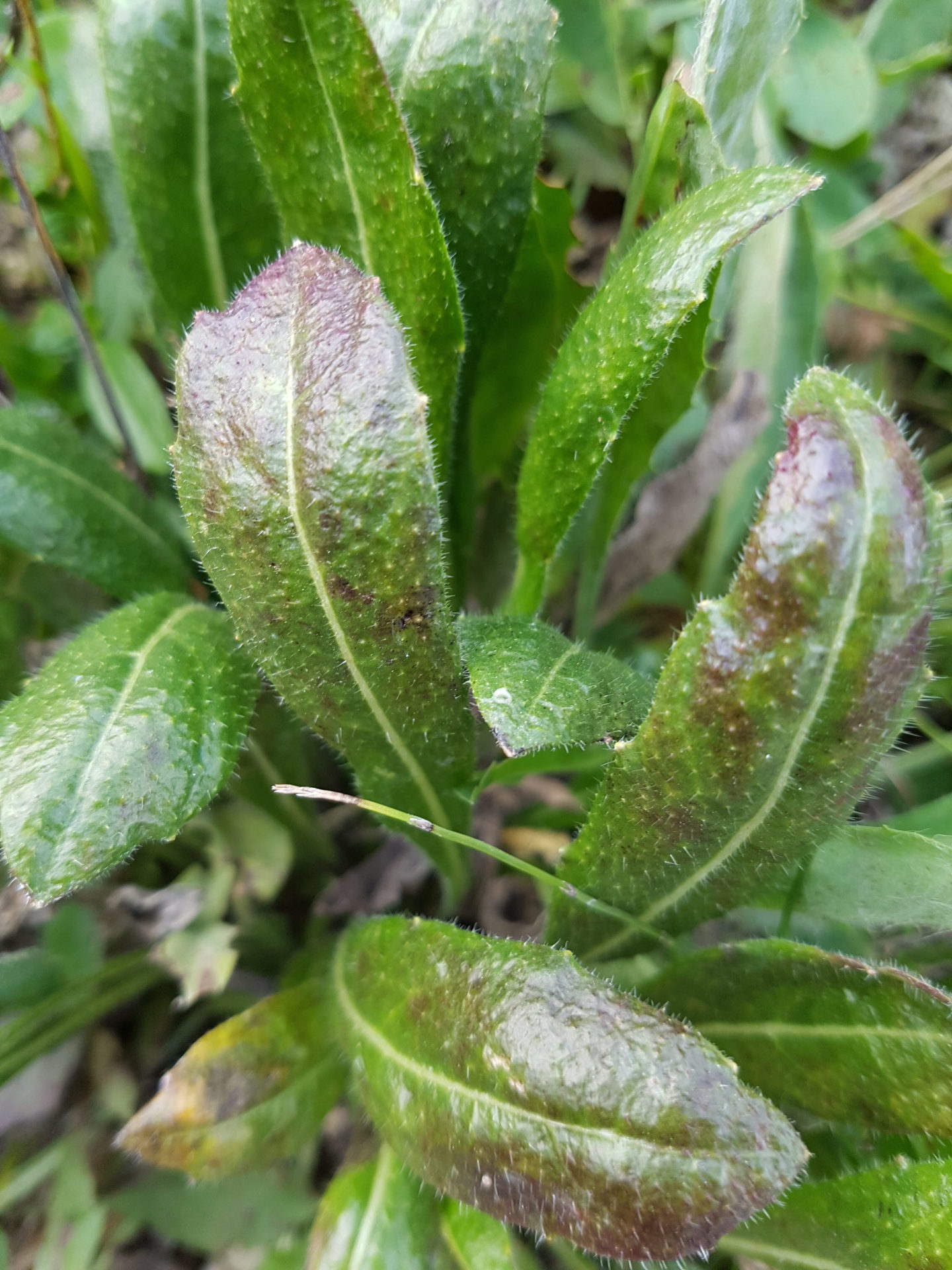 Nacktstängelige Kugelblume